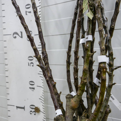 Jabłoń kolumnowa Dejavu w typie Gloster START PACK