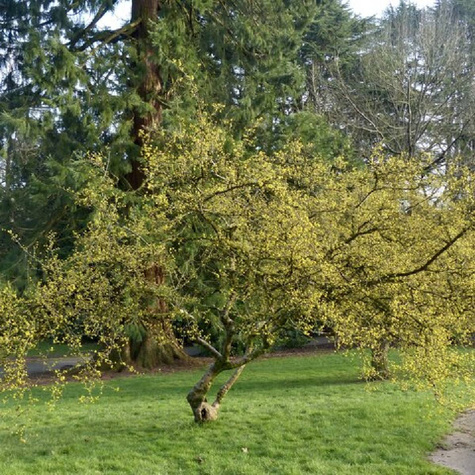 Dereń jadalny Cornus mas w doniczce