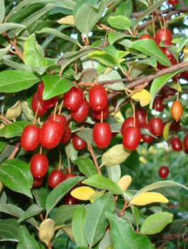 Oliwnik wielokwiatowy SSP