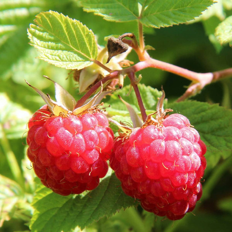 Malina jesienna Polana w doniczce