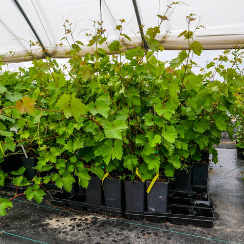 Winorośl winogrona Canadice bezpestkowa