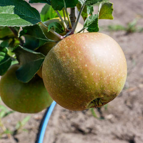 Duo Jabłoń Golden Delicious+Szara Reneta Plant Pack