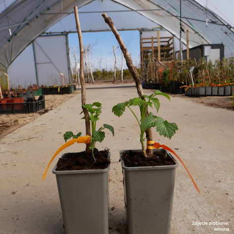 Malina czarna w doniczce