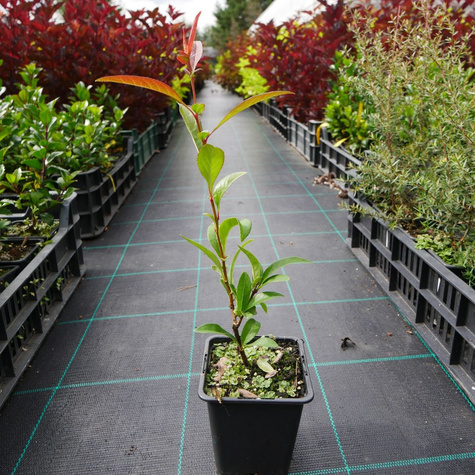 Pigwowiec okazały Nivalis Ozdobny Obronny na Nalewki