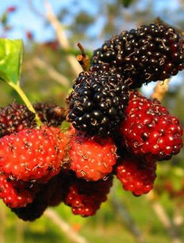 Morwa czarna sadzonki