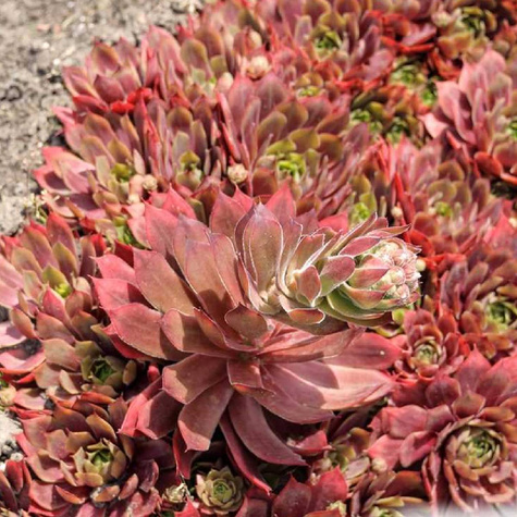 Rojnik ogrodowy Othello (C2)