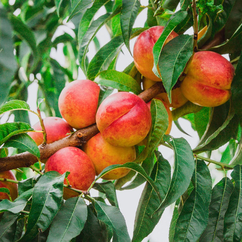 Nektaryna Durbin START PACK