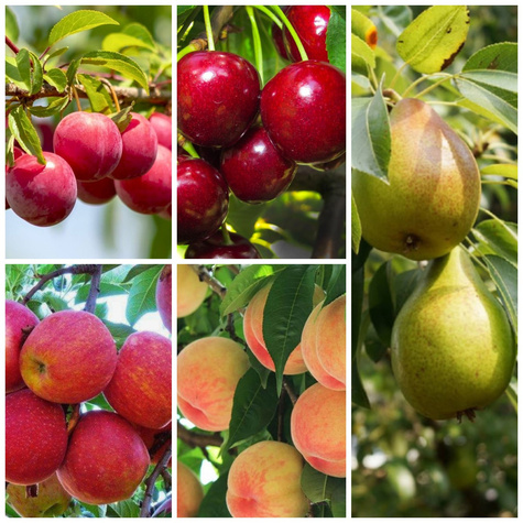 Zestaw Owocowy Raj dla Dzieci Plant Pack
