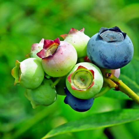 RECORD borówka średnio-późna