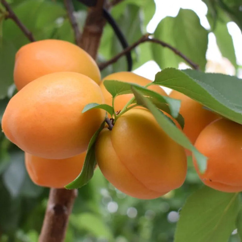 Morela kolumnowa Compacta START PACK