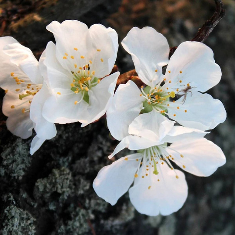 Czereśnia Oktawia Octavia