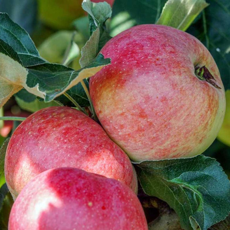 Duo Jabłoń Genewa Early + Julka Plant Pack