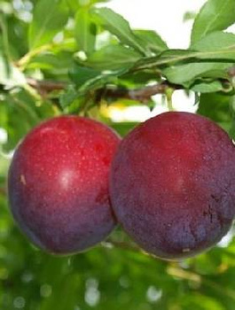 Śliwko-nektaryna START PACK