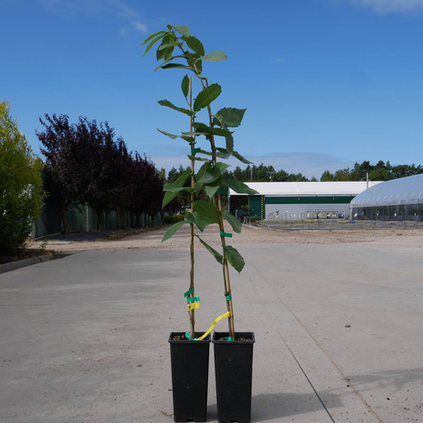 Nieszpułka jadalna Sussmispel
