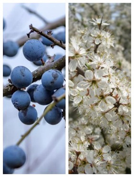 Śliwa Tarnina Na Żywopłot PREMIUM SADZONKI Plant Pack