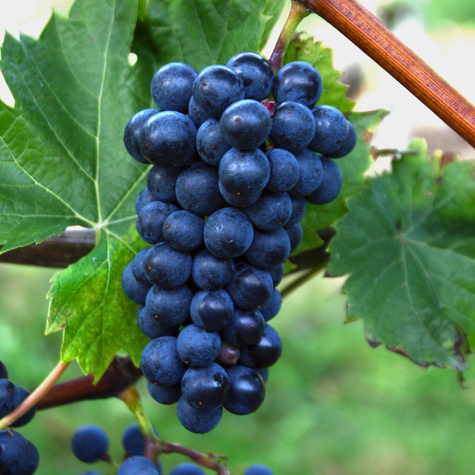 Winorośl winogrona Marechal Foch