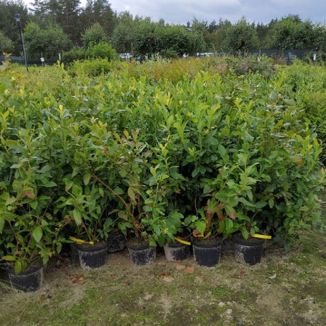 Borówka amerykańska JERSEY średniowczesna