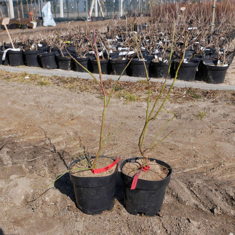 Borówka amerykańska Brigitta