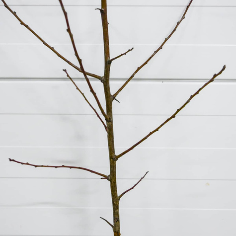 Śliwa First najwcześniejsza Plant Pack