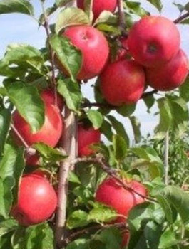 Jabłoń Rubinstar START PACK