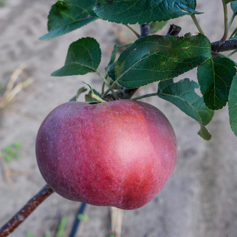 Jabłoń Red Lobo START PACK