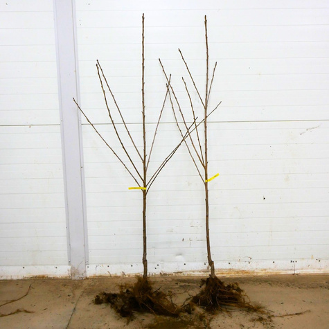 Czereśnia Wera START PACK