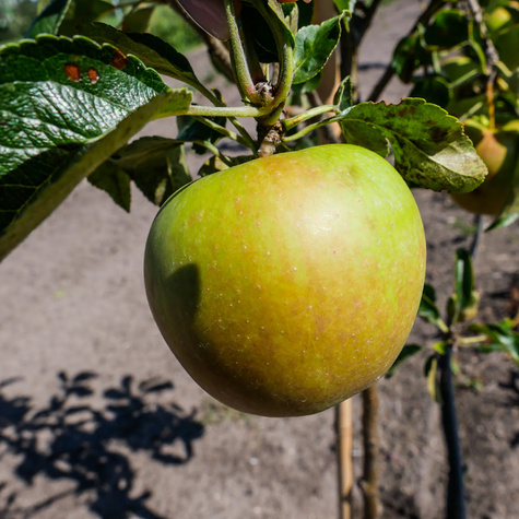 Jabłoń Golden Dream START PACK