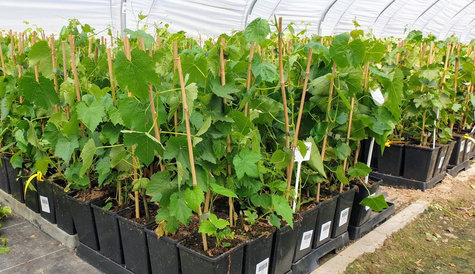 Winorośl winogrona Arkadia