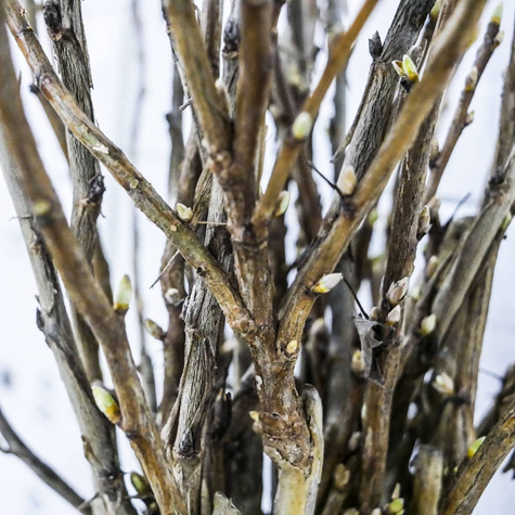 Duo porzeczka czerwono-czarna na pniu balot