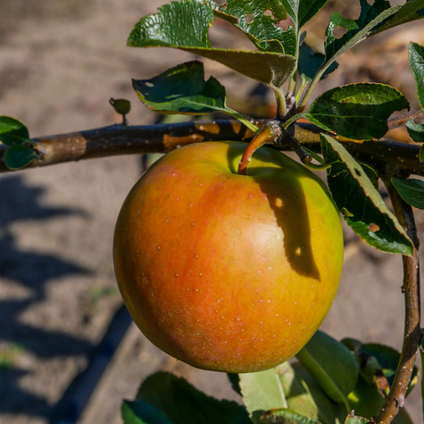 Jabłoń Ariva w doniczce
