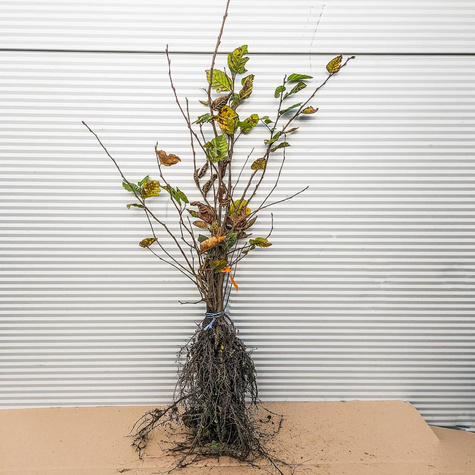 Grab Pospolity PREMIUM SADZONKI Plant Pack