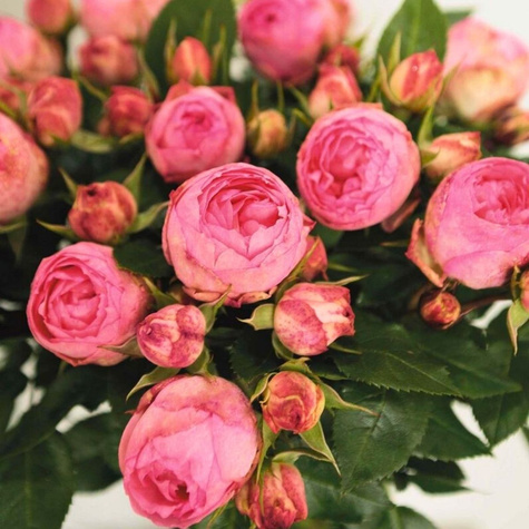 Róża rabatowa Lovely Rokoko różowa  balot