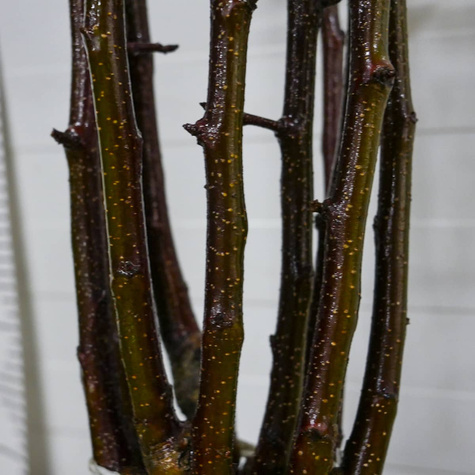 Półkarłowa Jabłoń Szampion START PACK