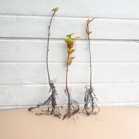 Buk Zwyczajny Pospolity PREMIUM SADZONKI Plant Pack