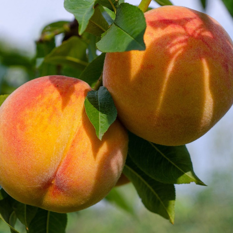 Brzoskwinia typu Harbinger