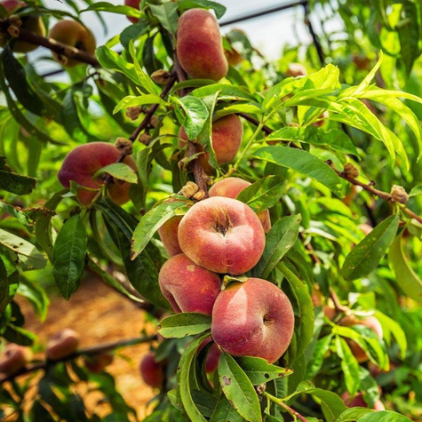 Brzoskwinia płaskoowocowa typu Saturn