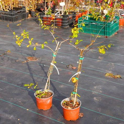 Pigwowiec japoński Cido w doniczce