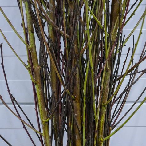 Brzoskwinia płaskoowocowa typu Galaxy duże owoce