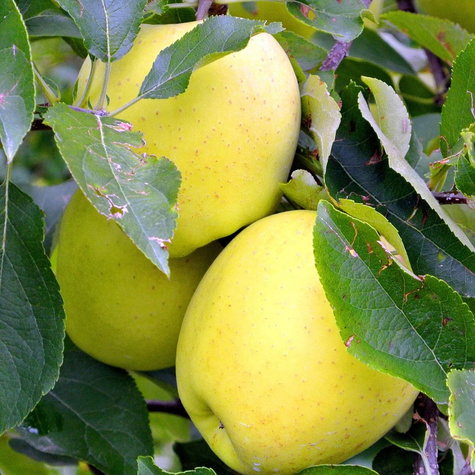 Duo Jabłoń Antonówka + Malinówka Plant Pack