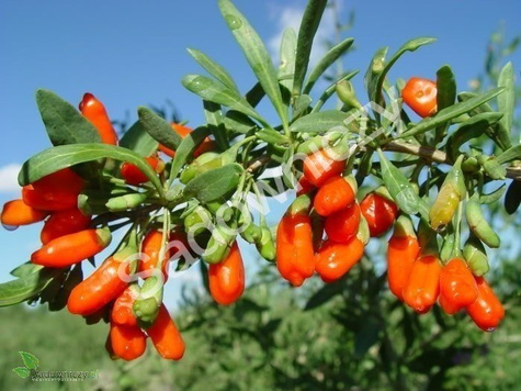 Kolcowój chiński Jagoda Goji 0,1g