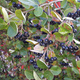 Aronia Czarna Czarnoowocowa Viking