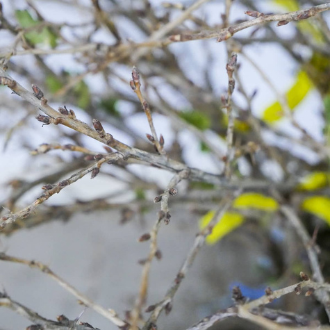 Agrest biały krzaczasty START PACK