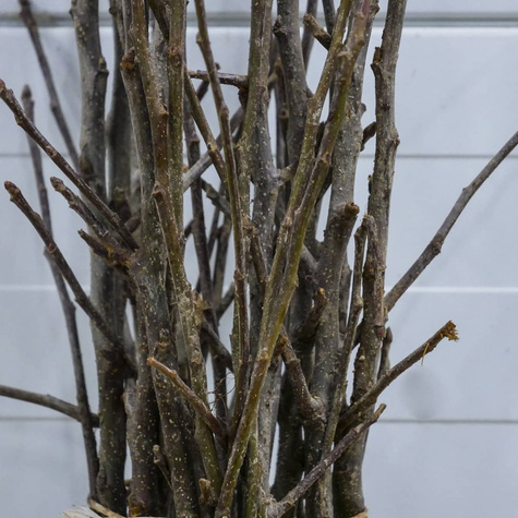 Jabłoń Genewa Geneva Early Czerwona Papierówka