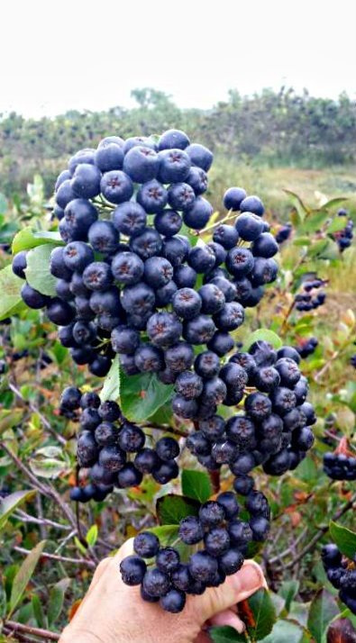 Aronia Czarnoowocowa Nero (C2)
