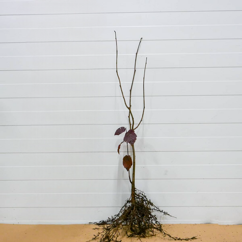 Orzech laskowy purpurowy START PACK Najozdobniejsza Leszczyna