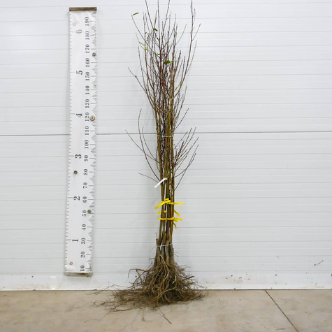 Nektaryna Durbin START PACK