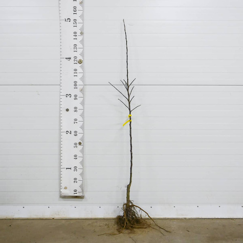 Jabłoń Słodkie Jabłuszko Plant Pack