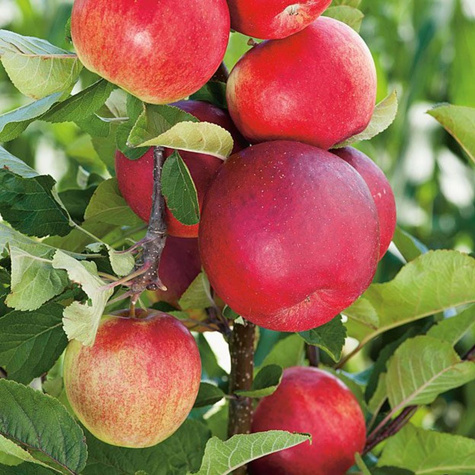 Jabłoń kolumnowa Suncats START PACK