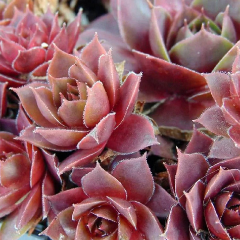 Rojnik ogrodowy Othello (C2)