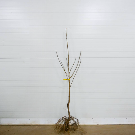 Czereśnia Samopłodna Lapins Samopylna